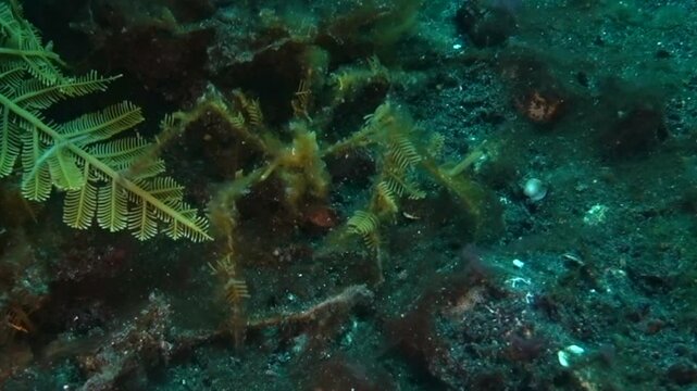 Hydroid Decorator Crab, Bali