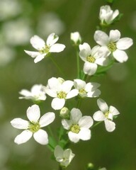 Flowers close view background. Natural flower shape, garden plants