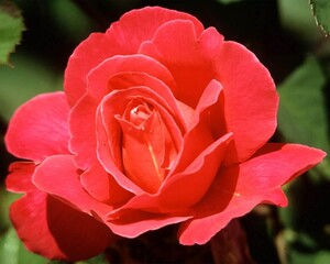 Flowers close view background. Natural flower shape, garden plants