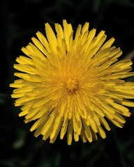 Flowers close view background. Natural flower shape, garden plants
