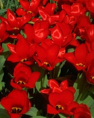 Flowers close view background. Natural flower shape, garden plants