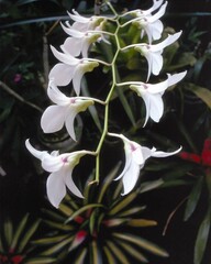 Flowers close view background. Natural flower shape, garden plants