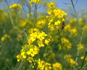 Flowers close view background. Natural flower shape, garden plants