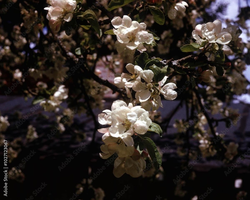 Wall mural flowers close view background. natural flower shape, garden plants