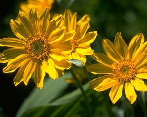 Flowers close view background. Natural flower shape, garden plants