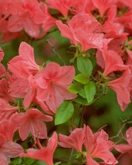 Flowers close view background. Natural flower shape, garden plants