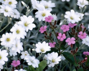 Flowers close view background. Natural flower shape, garden plants