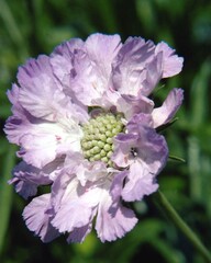 Flowers close view background. Natural flower shape, garden plants