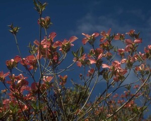 Flowers close view background. Natural flower shape, garden plants