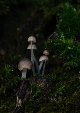 Wenige Millimeter gro&szlig;e Pilze wachsen an einem mit Moos bedeckten Baumstamm, Deutschland