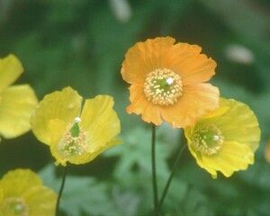 Flowers close view background. Natural flower shape, garden plants