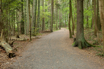 Fototapeta premium In the forest