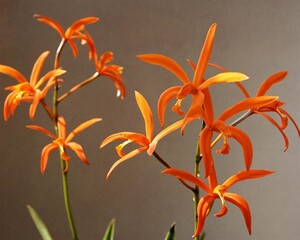 Flowers close view background. Natural flower shape, garden plants