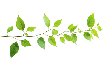 Fototapeta premium Green Leaf Branch Isolated on Black Background