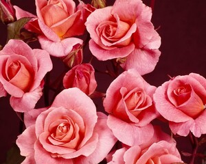 Flowers close view background. Natural flower shape, garden plants