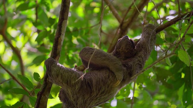 Three-toed sloth in a tree