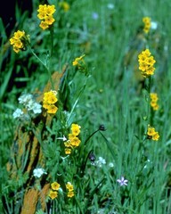 Flowers close view background. Natural flower shape, garden plants