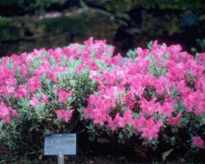 Flowers close view background. Natural flower shape, garden plants