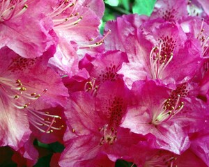 Flowers close view background. Natural flower shape, garden plants