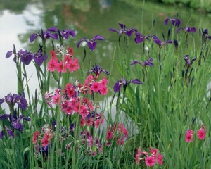 Flowers close view background. Natural flower shape, garden plants