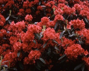 Flowers close view background. Natural flower shape, garden plants