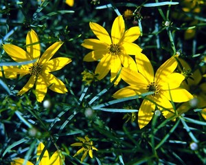 Flowers close view background. Natural flower shape, garden plants