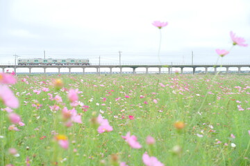 コスモスと電車と曇り空