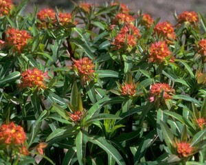 Flowers close view background. Natural flower shape, garden plants