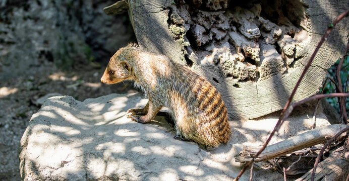Zerbamangusten Mangusten Banded Mongoose