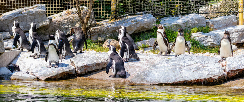 Pinguin Pinguine 
Penguin Penguins