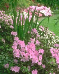 Flowers close view background. Natural flower shape, garden plants
