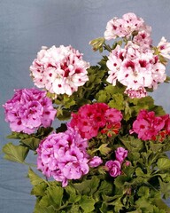 Flowers close view background. Natural flower shape, garden plants
