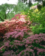 Flowers close view background. Natural flower shape, garden plants