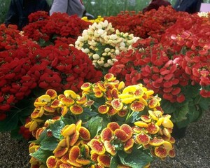 Flowers close view background. Natural flower shape, garden plants