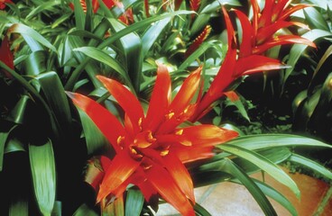 Flowers close view background. Natural flower shape, garden plants