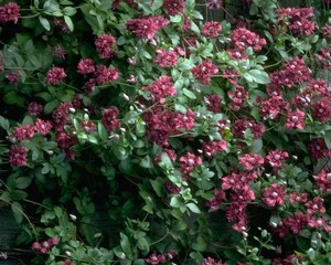 Flowers close view background. Natural flower shape, garden plants