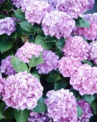 Flowers close view background. Natural flower shape, garden plants