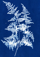 Blue cyanotype of herbs. Silhouettes flowers on a blue background. Plant illustration. Skeleton flowers cyanotype. Alternative photography. Floral illustration. A Sun Print.