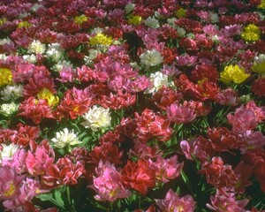 Flowers close view background. Natural flower shape, garden plants