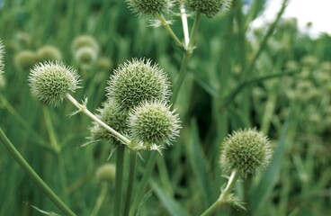 Flowers close view background. Natural flower shape, garden plants