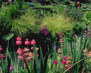 Flowers close view background. Natural flower shape, garden plants