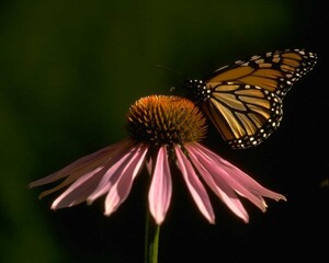 Flowers close view background. Natural flower shape, garden plants