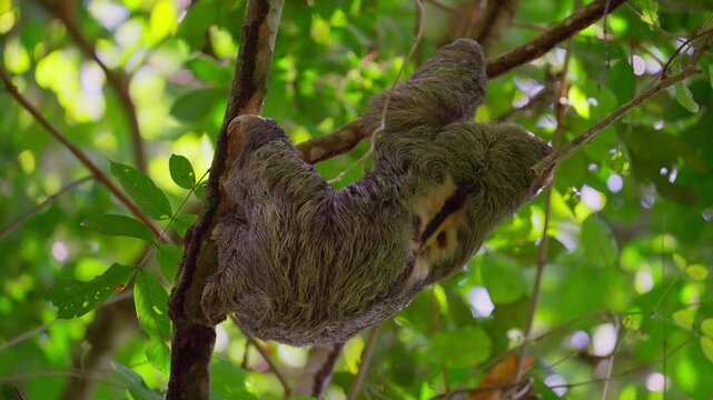 Three-toed sloth climbing in a tree