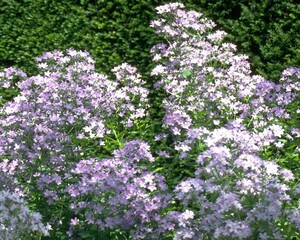 Flowers close view background. Natural flower shape, garden plants