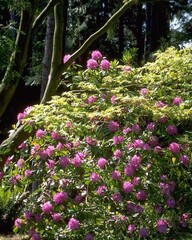 Flowers close view background. Natural flower shape, garden plants