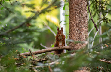 Eurasian red squirrel on a tree branch in the forest