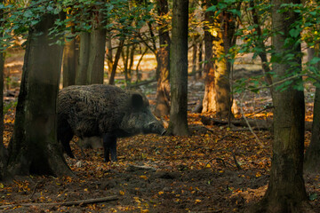 wild boar in forest