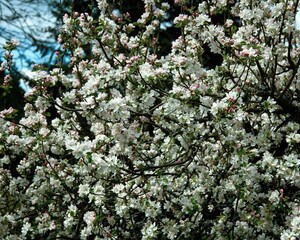 Flowers close view background. Natural flower shape, garden plants