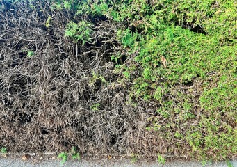 Old burnt or withered hedge that is no longer alive