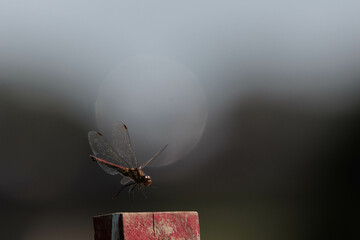 空に飛び立つトンボ © Gottchin Nao